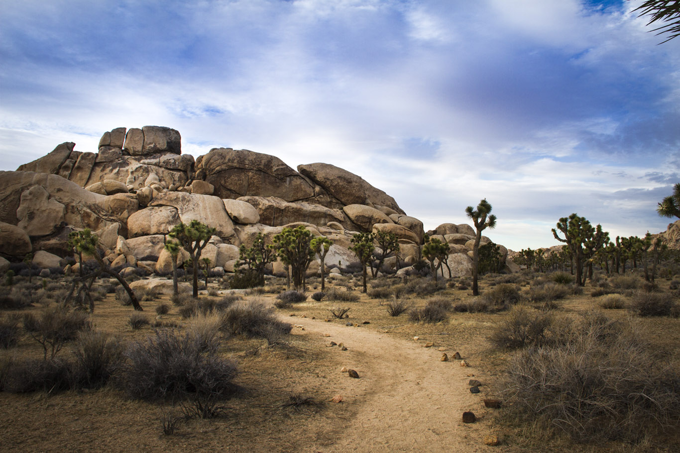 UNIQUELY JOSHUA TREE HALL OF HORRORS