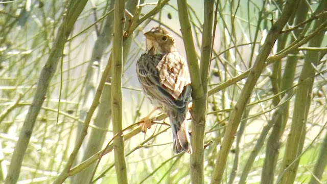 Calandria, Melanocorypha calandra, refugio, depredación, Arroyo Galga, ZEPA 139, excursión, Estepas cerealistas ríos Jarama y Henares, Talamanca del Jarama, marzo 2017