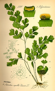 Jardineria, Catalogo de Plantas: Adiantum capillus-veneris