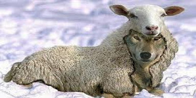 un lup îmbrăcat în oaie... - așa îi descrie Biblia pe cei care sunt învățători sau proroci falși un lup îmbrăcat în oaie... - așa îi descrie Biblia pe cei care sunt învățători sau proroci falși