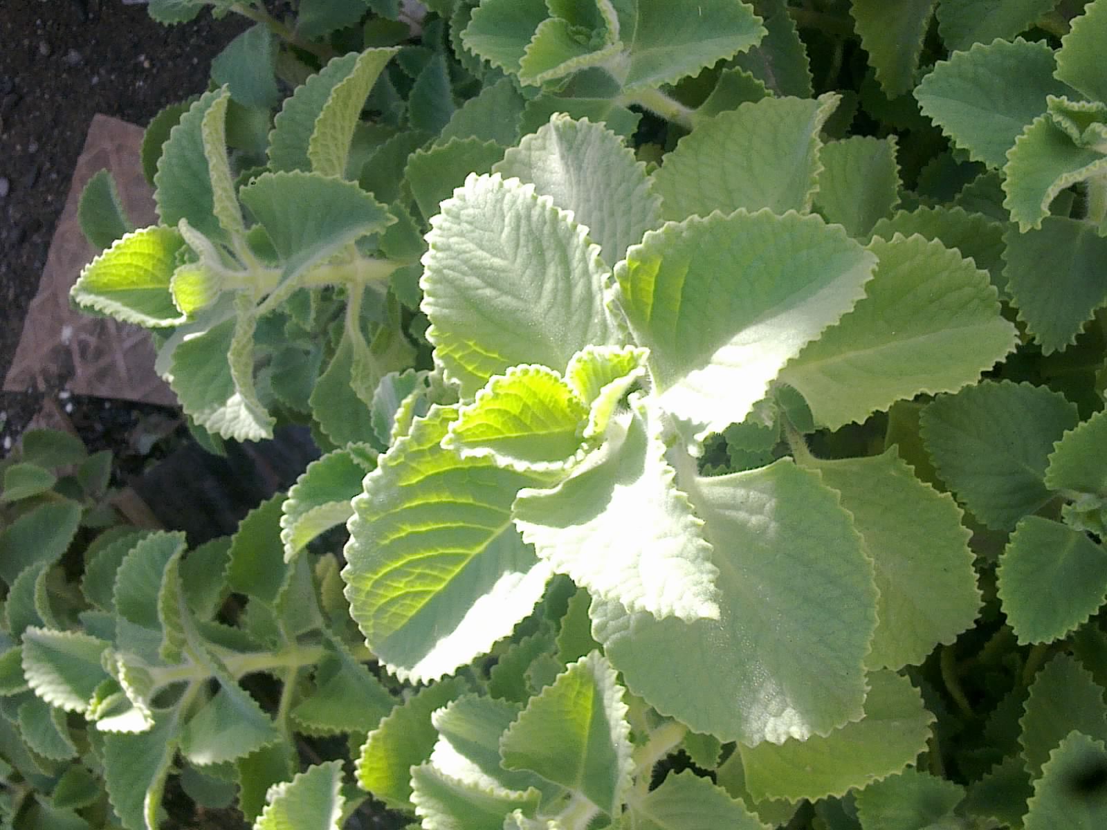 Plants Growing In My Potted Garden. Growing Cuban Oregano