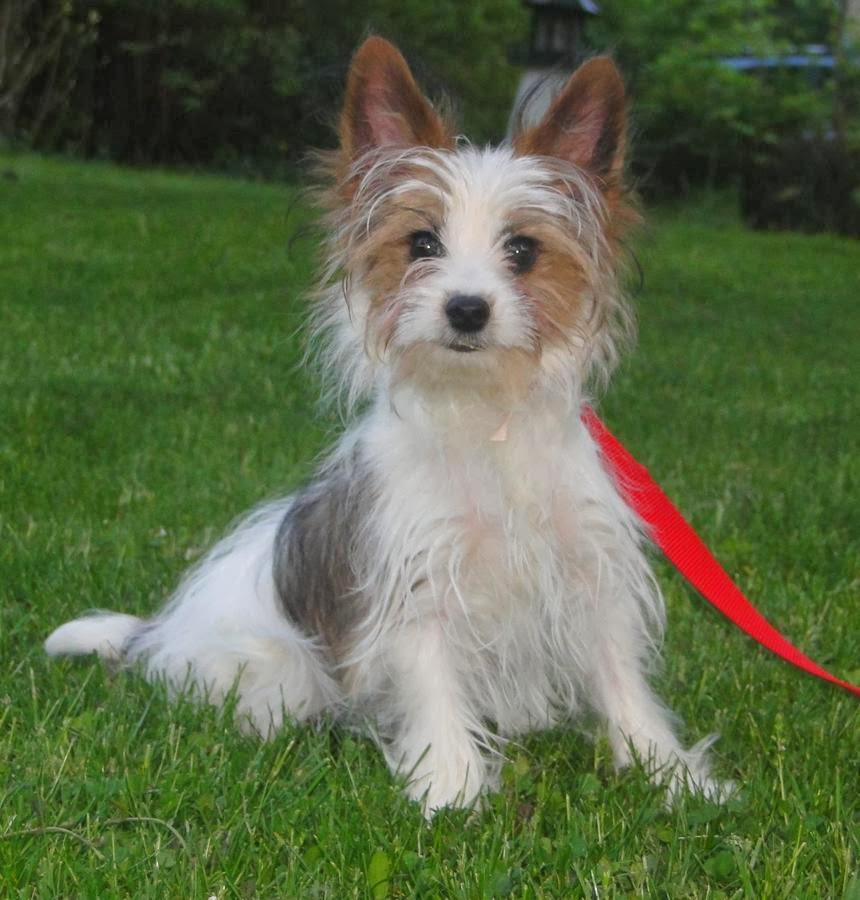 AKC Parti Yorkie Male for Sale Puppies For Sale