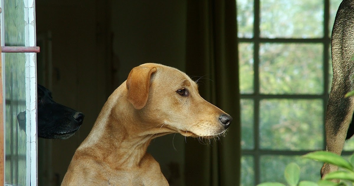 best4dogs Home Security Signs and Guard Dogs How Effective Are They?