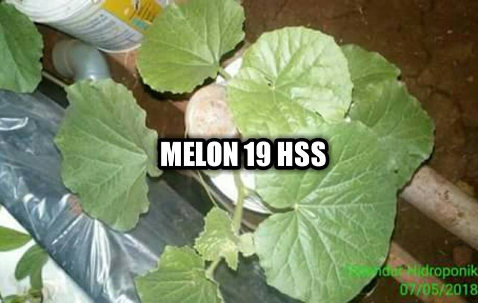 55+ Gambar Bunga Jantan Paling Mekar 55+ Gambar Bunga Jantan Paling Mekar