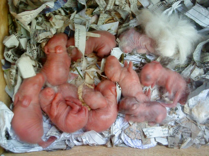 Gambar bayi kelinci yang baru dilahirkan dan kulitnya masih berwarna merah