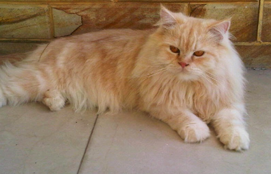 Harga Pasar Kucing Persia Price List Daftar Harga Terbaru 2021