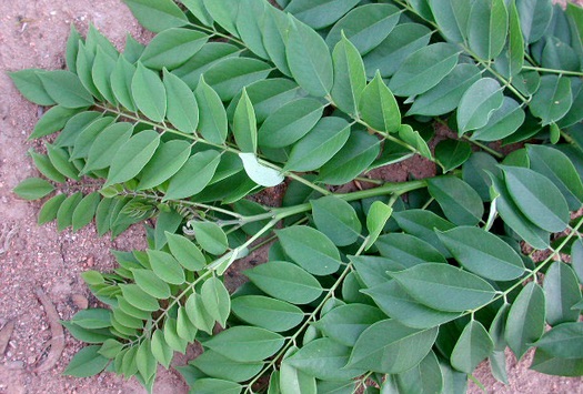 Sharing kelinci nusantara: hijauan pakan kelinci Membuat Pestisida Organik Dari Daun Gamal