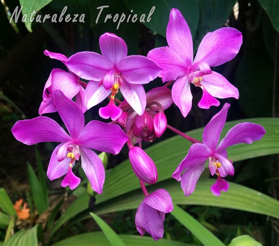 Floración de la orquídea Spathoglottis plicata