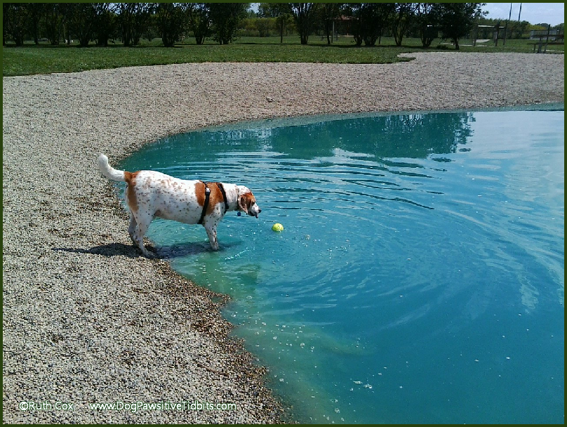 Dog Pawsitive Tidbits Food Coloring In Dog Park Ponds