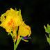 Cannaceae Canna generalis - Yellow