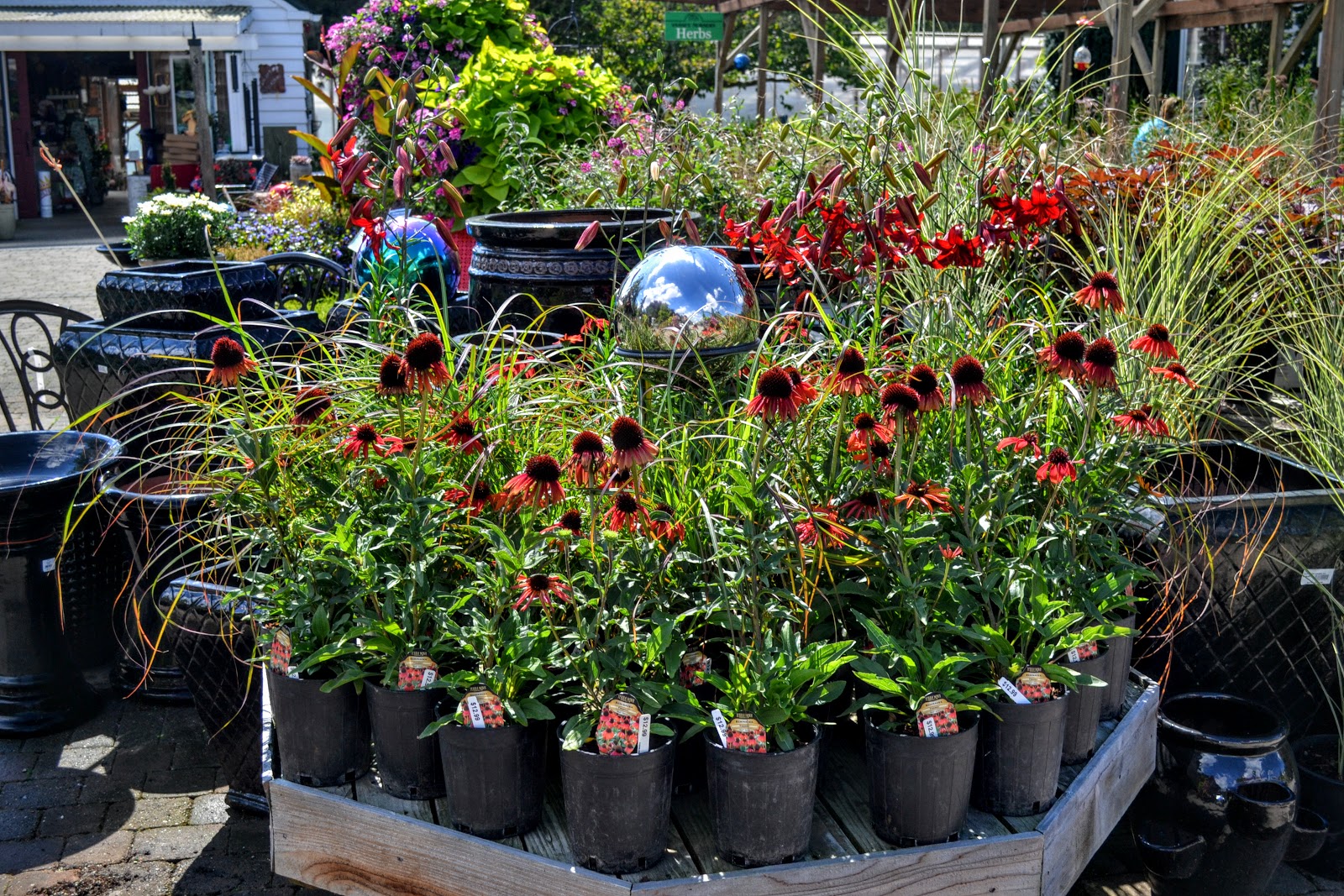 The Outlaw Gardener Vassey's Big September Sale Starts Today!