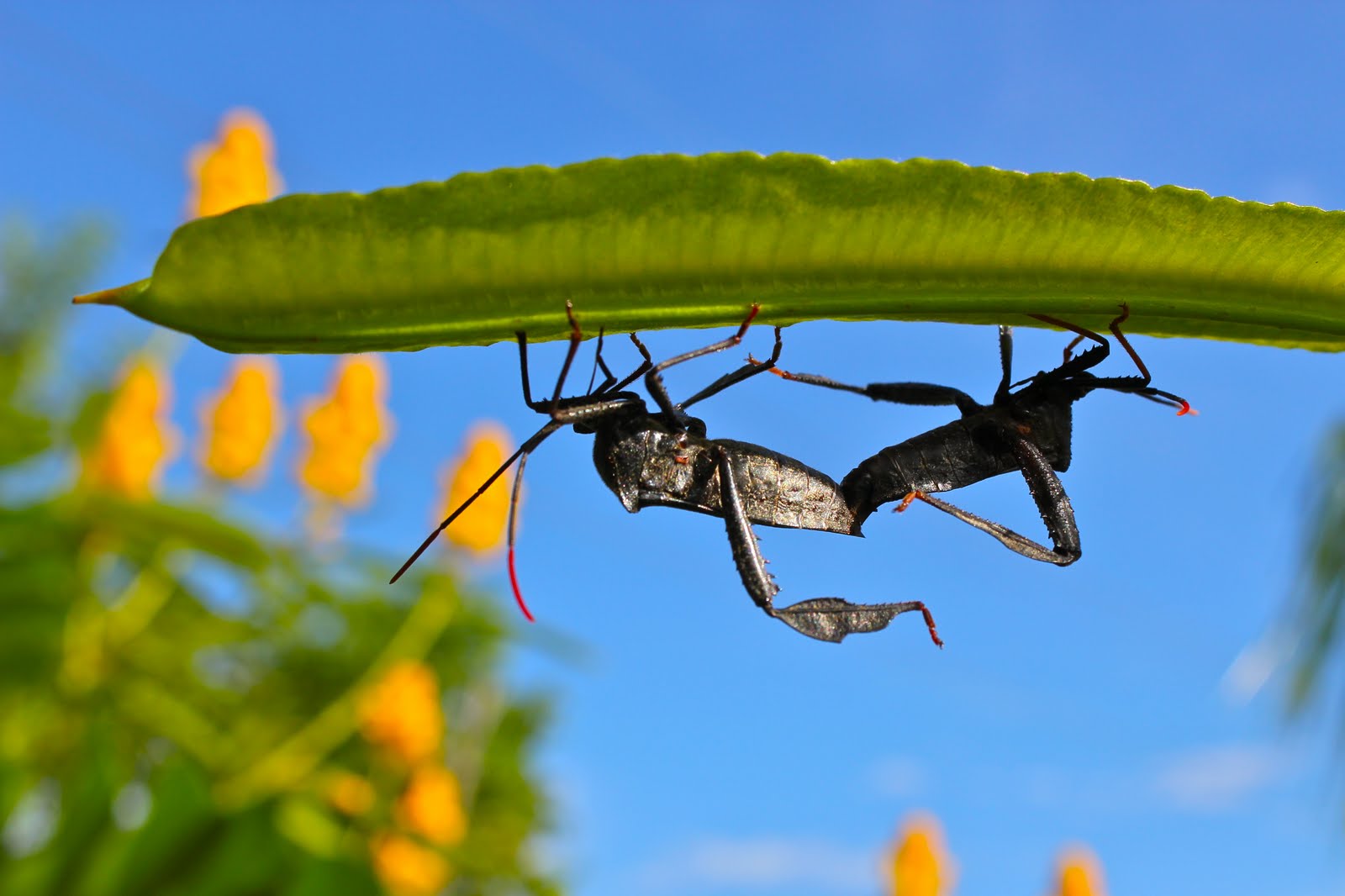 Stinkbug sex