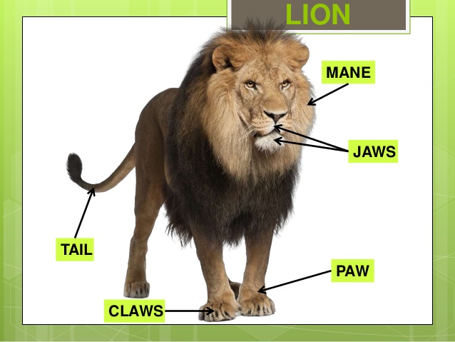 Как переводится лев. Lion body Parts. Lion for Kids. Lion Vocabulary. Lion предложения.