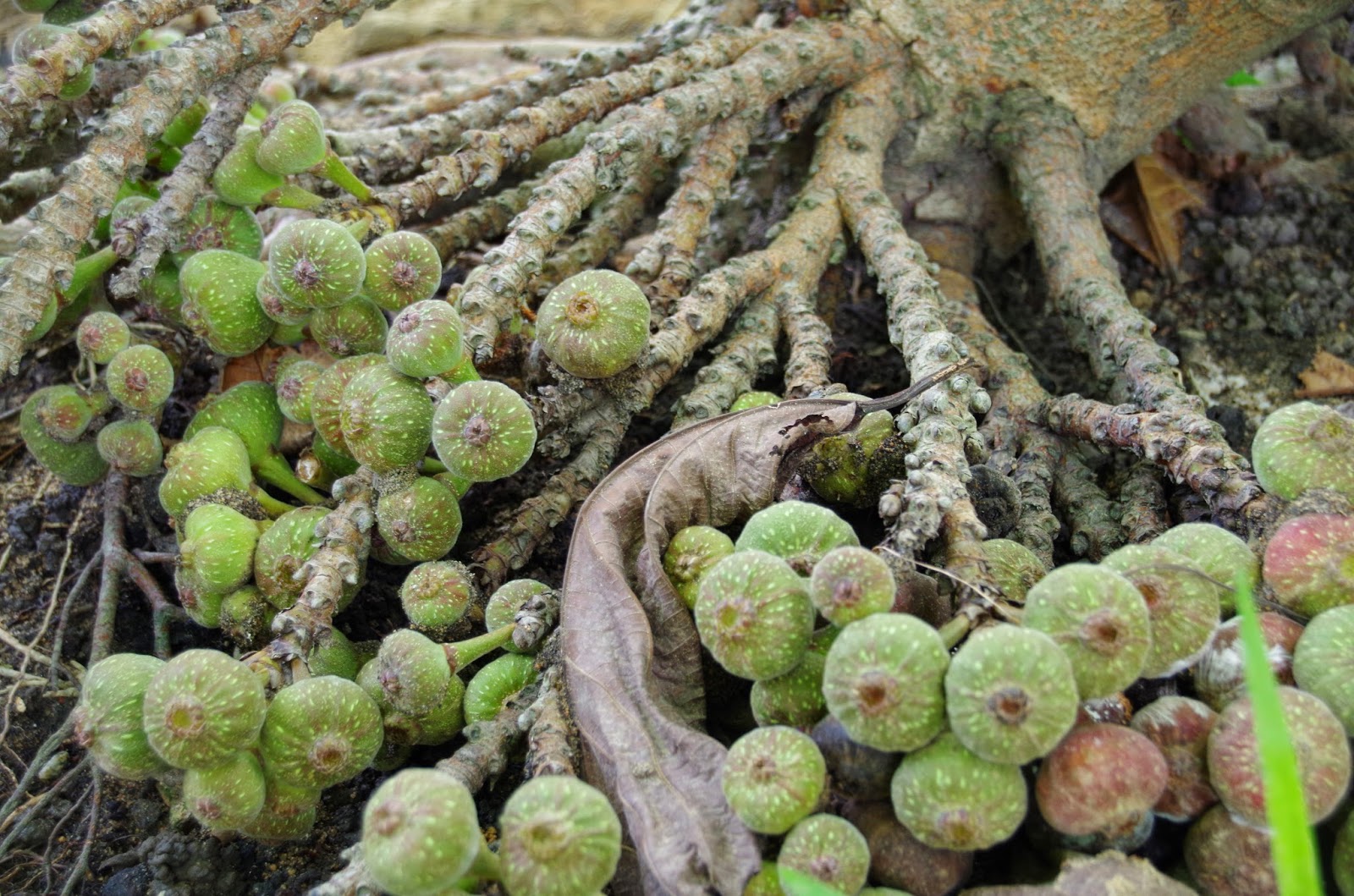 Trees and Plants: Broad leaf Fig, Elephant Ear Fig, Roxburgh Fig