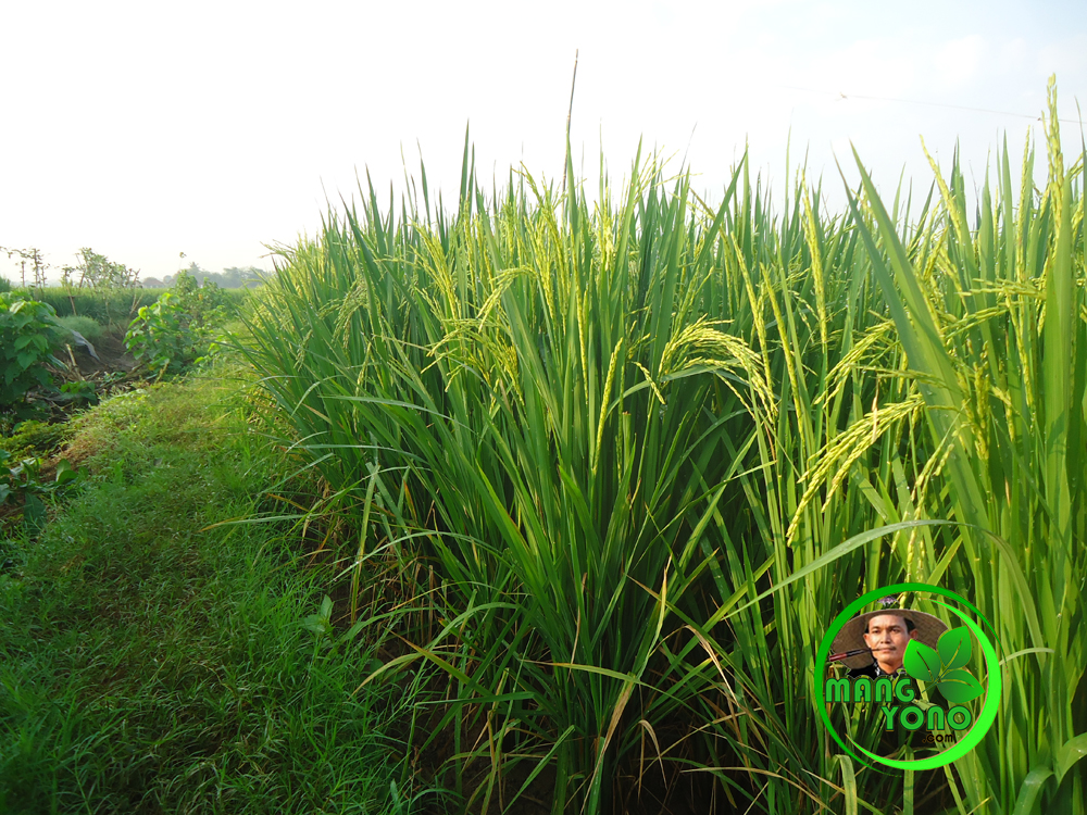 Burung Pipit Serang Tanaman Padi Di Cibandung Subang