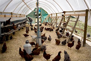 Questions to Ask a Poultry Farmer