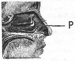 [Kunci Jawaban] Perhatikan gambar sistem pernapasan berikut! Proses