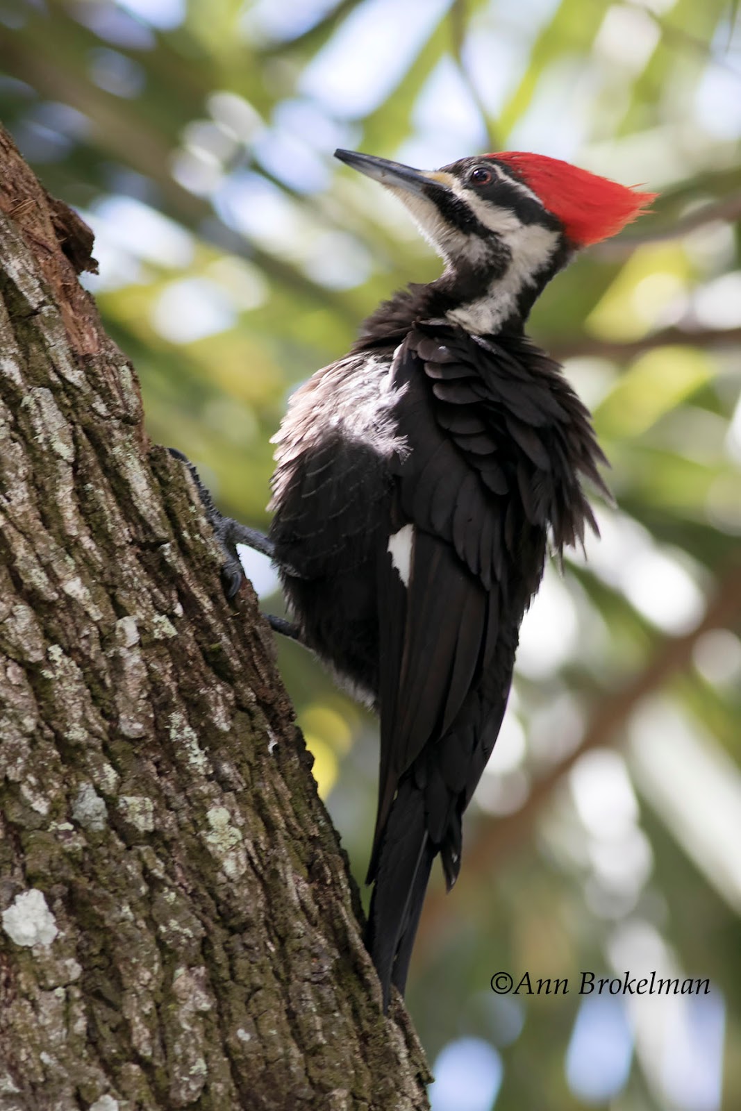 Ann Brokelman Photography: Pileated woodpecker Florida
