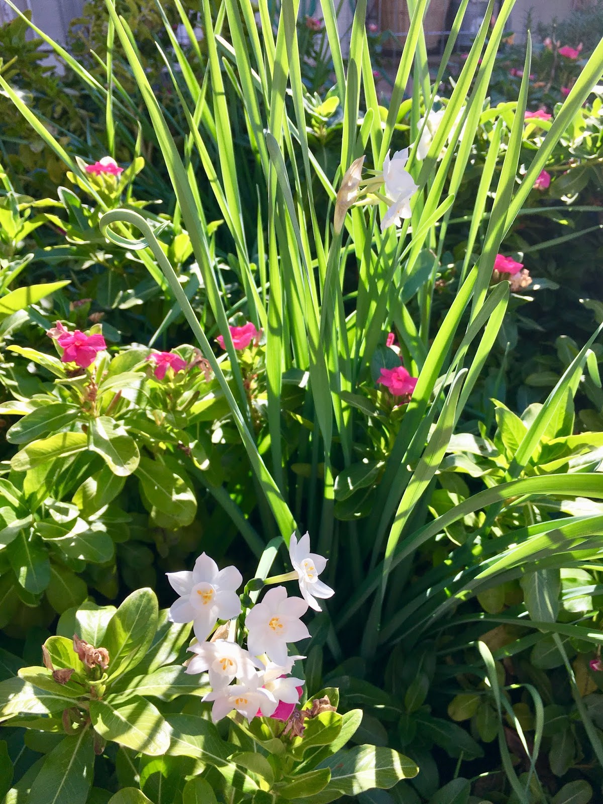 Blooming Paperwhites