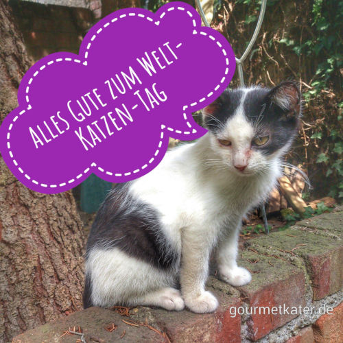 Weltkatzentag Lustige Bilder: Zeichne deine eigenen Katzen-Freuden!