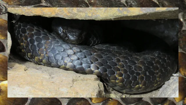 Bonorong Wildlife Park - Tiger Snake