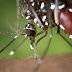 How to prevent yourself from Chikungunya?