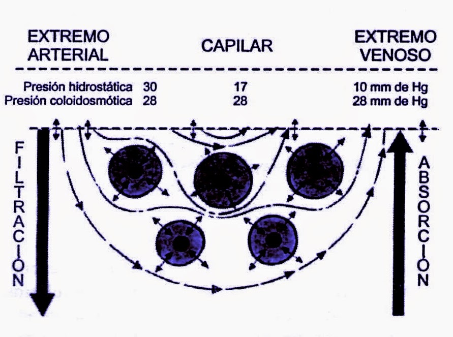 Concepto de presión coloidoosmótica