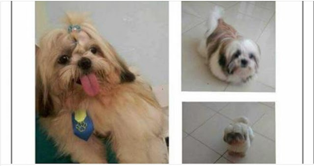 Menina com Isquemia Cerebral procura SHIH TZU desaparecido
