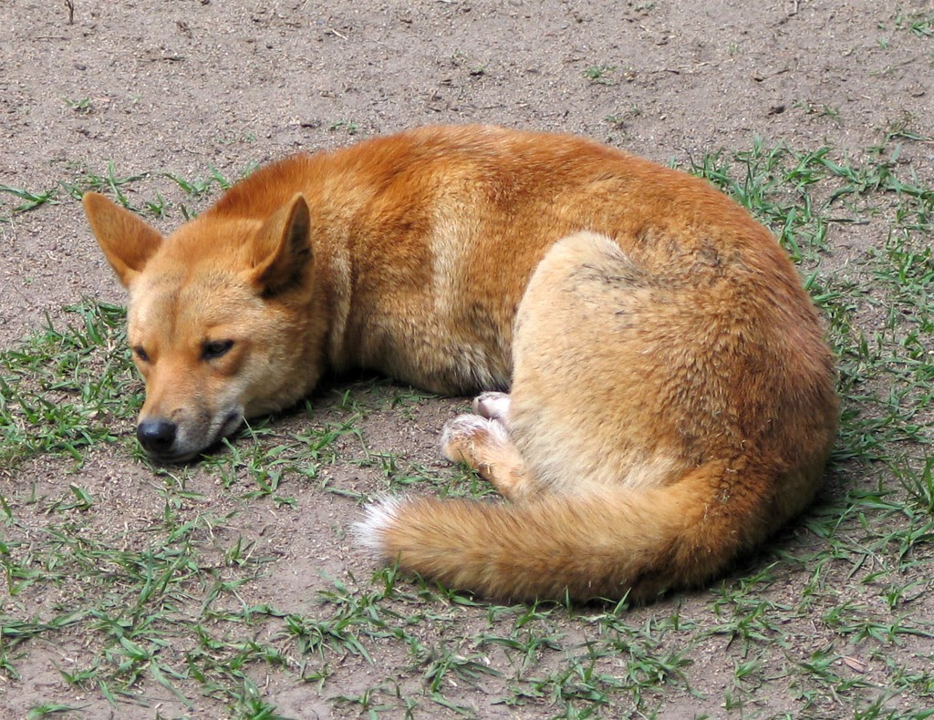 Dingo Animals Latest Facts & Pictures All Wildlife Photographs