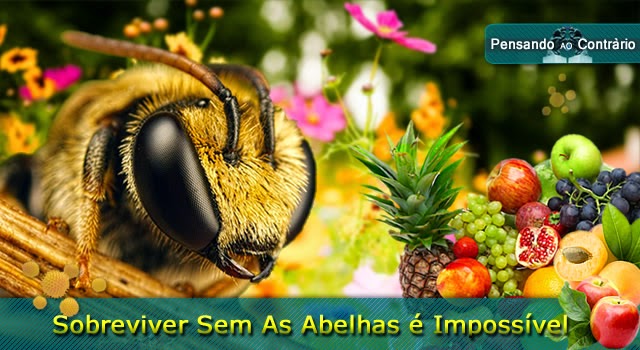 Sobreviver Sem As Abelhas é Impossível