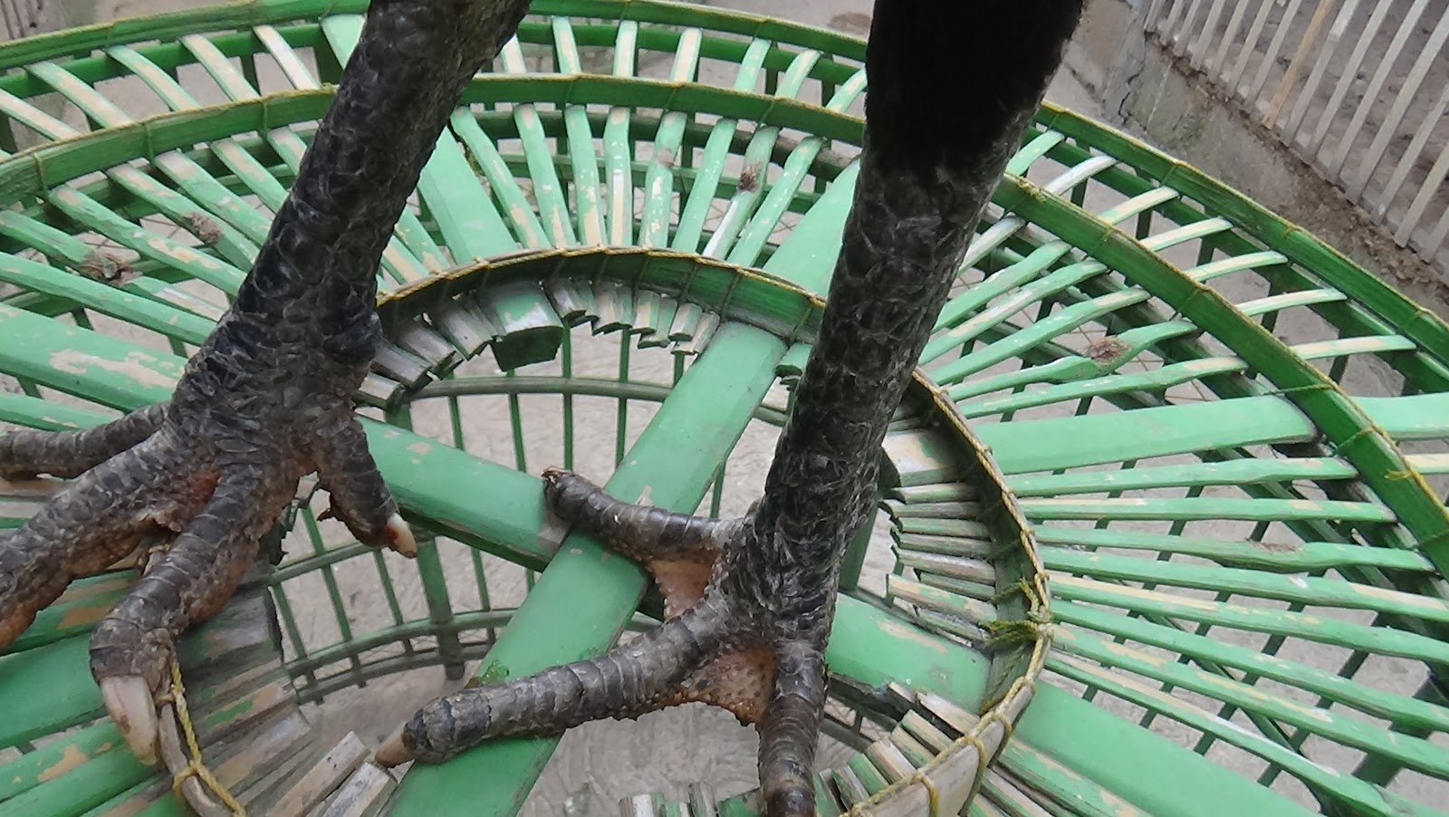 TRAHH NEGRO KOLEKSIAN JALU KEPPLEK tulangan top (SOLDOUT)