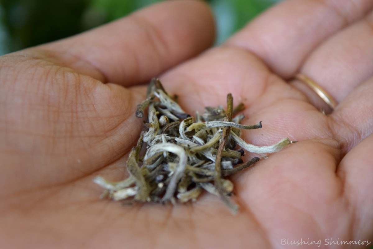 Tea Treaure Silver Needle White Tea