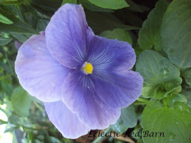 Purple pansy bloom