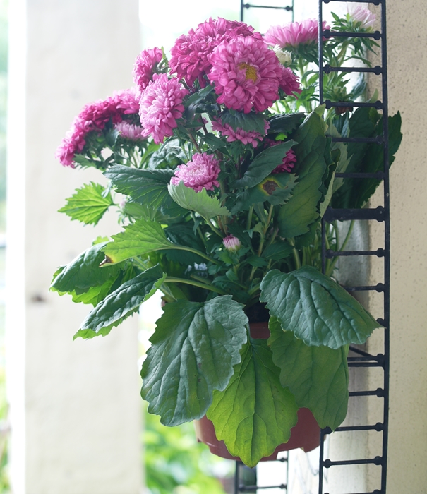 Grow Your Own Gambar Hari Ini Pokok Bunga Aster