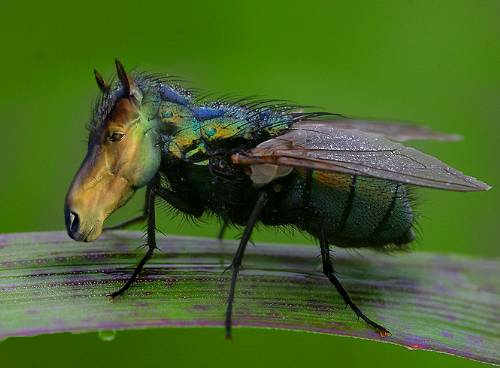 horsefly.jpg