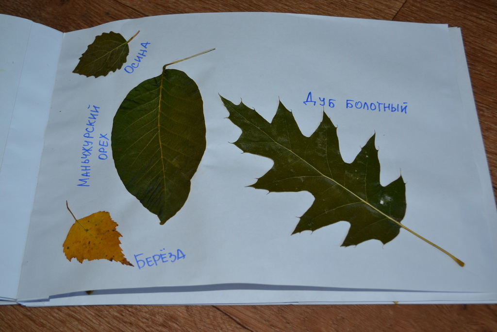 Гербарий Из Листьев Фото