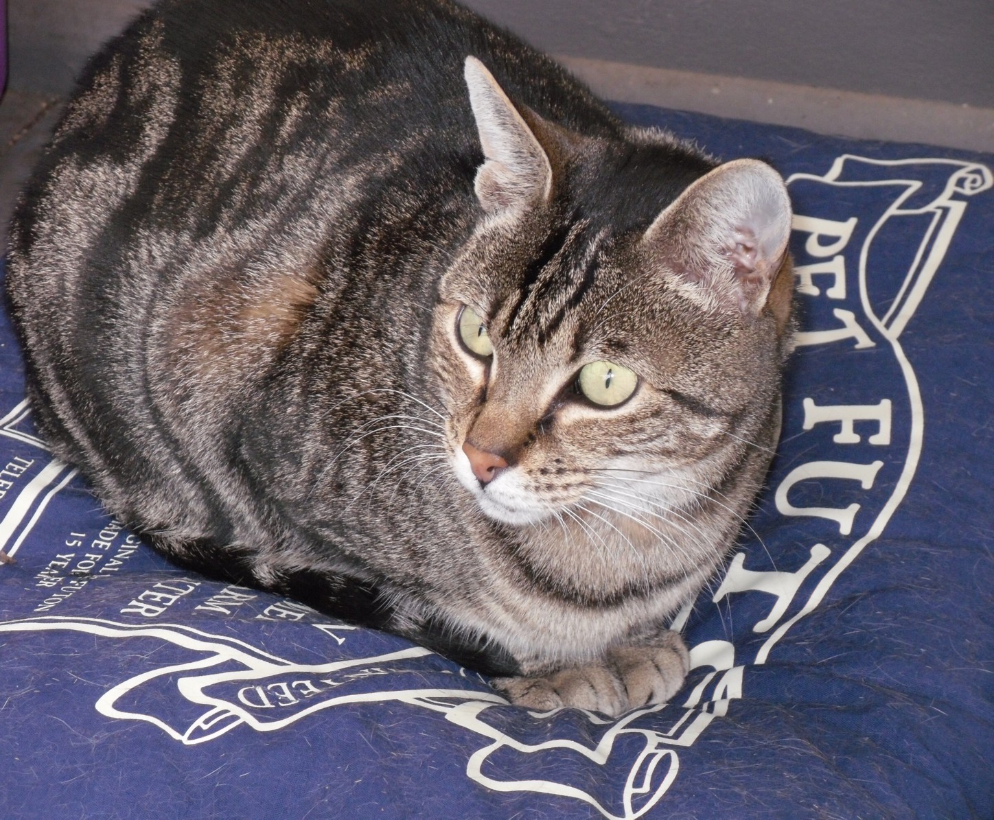 I prefer reading How many beds does one cat need?