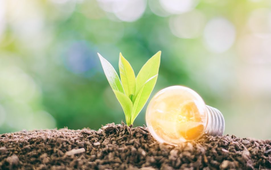 Generare energia elettrica attraverso piante e batteri.