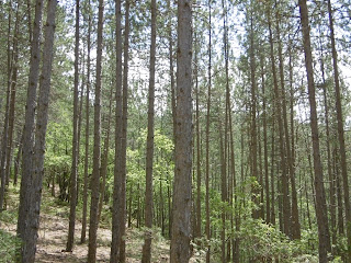 Parallèles des sous bois, malooka