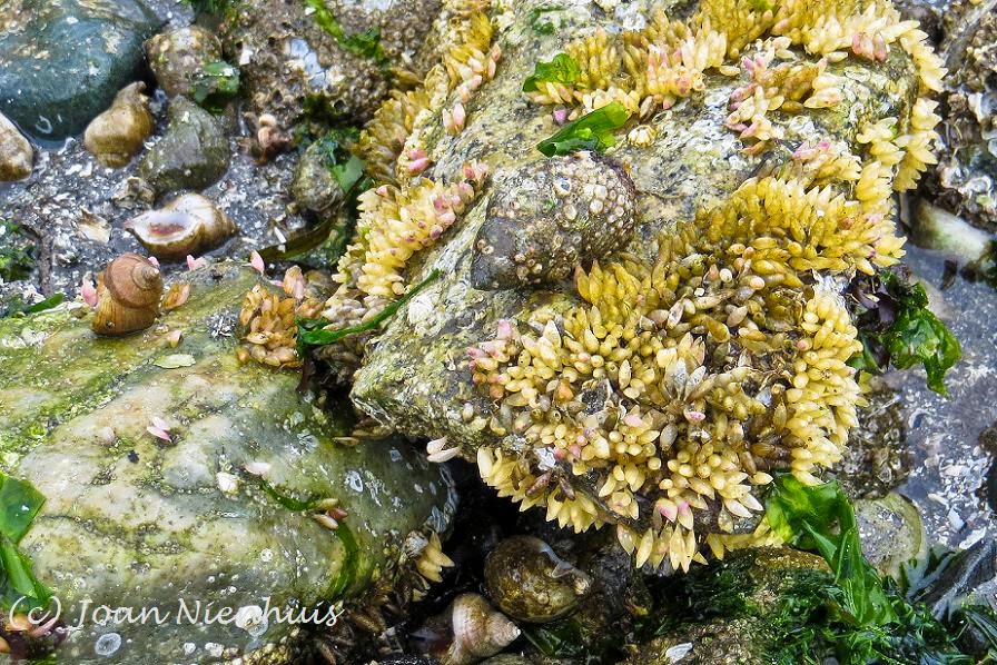 Pacific Northwest Photography Sea Snails and Eggs
