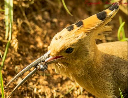 Indian birds - Photo of Common hoopoe - Upupa epops