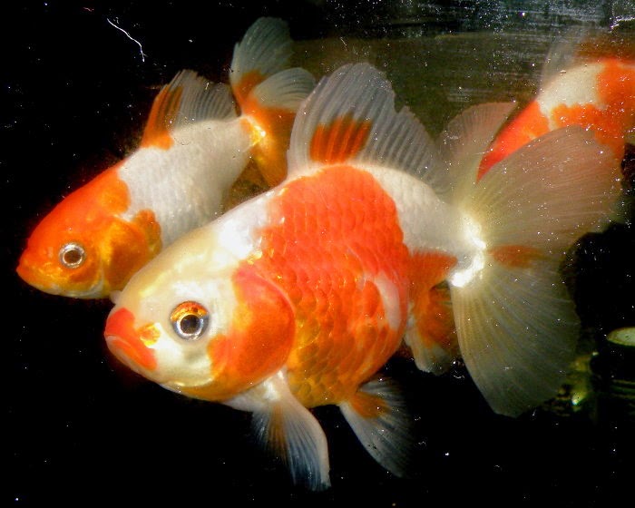 金魚快訊部落格goldfish Message Blog 大陸地金欣賞 China Jikin Goldfish