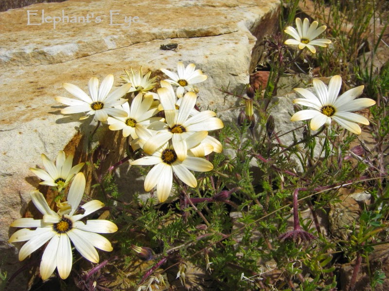 Namaqua daisy September 2008