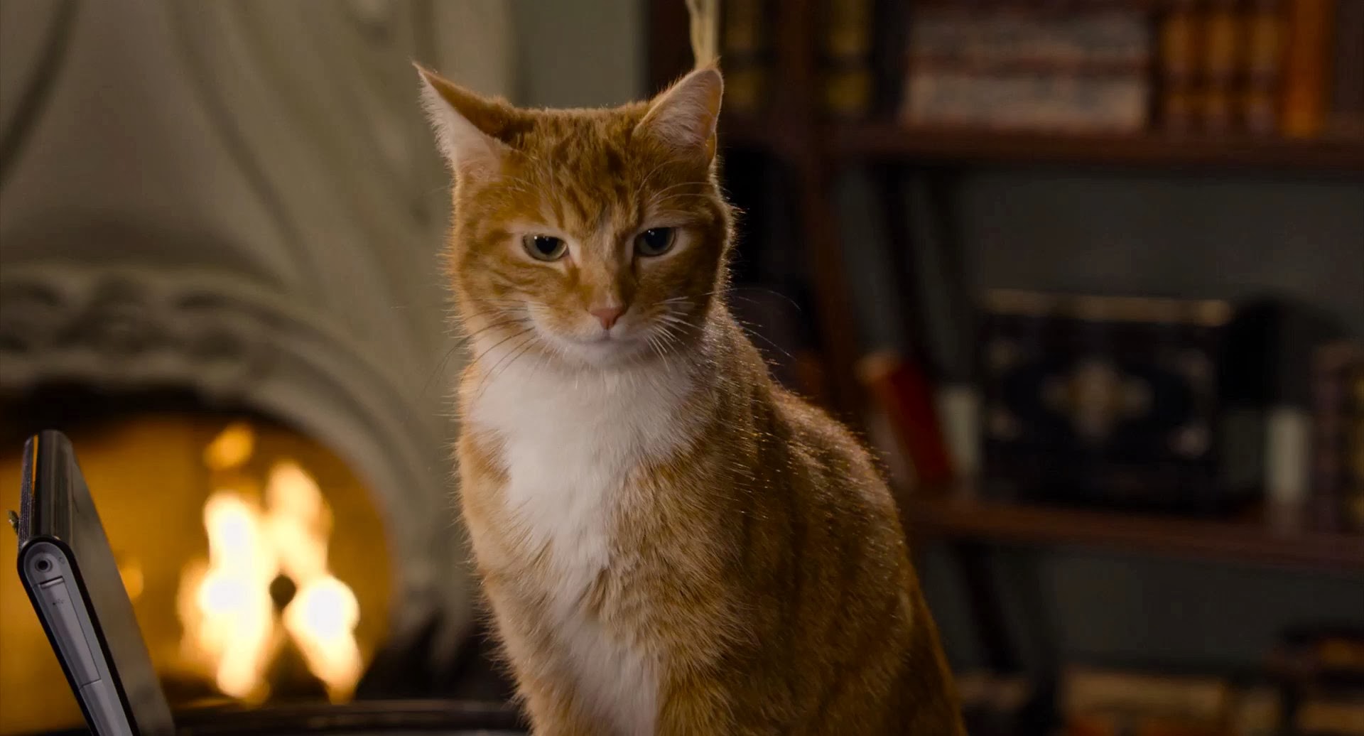 лучшие коты 2011.