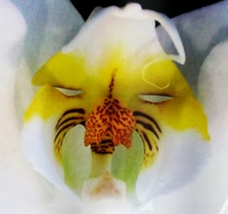 DECORA INTERI: Orquídeas parecidas com animais