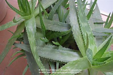 Aloe saponaria, plantas crasas, plantas de sombra, aloe, aloe vera