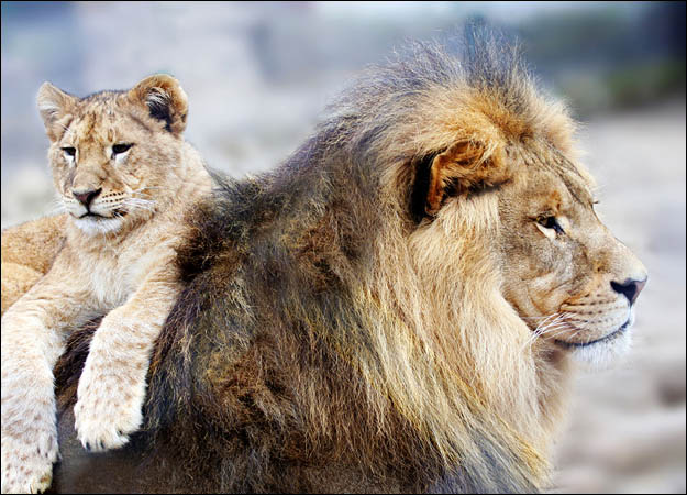 great wallpapers of lion animals