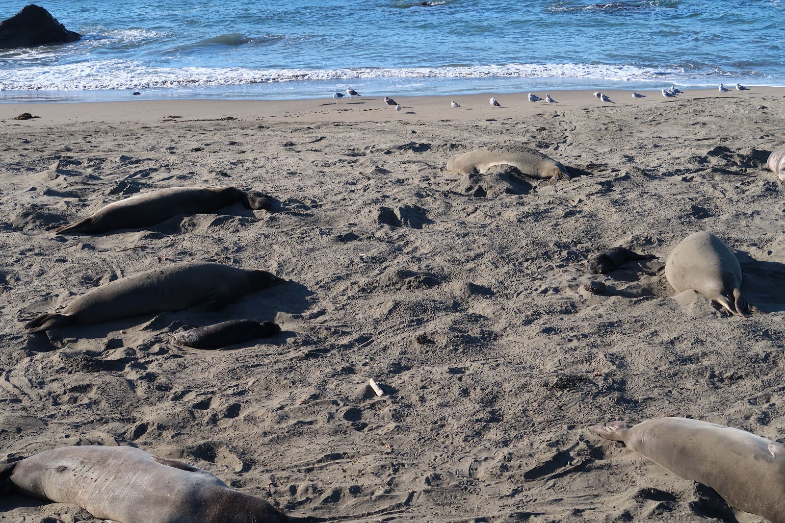 Elephant Seals of Piedras Blancas: Growing up seal