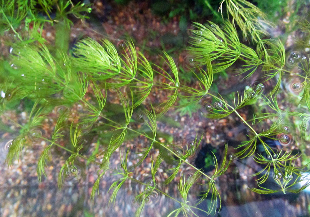 hornwort.jpg