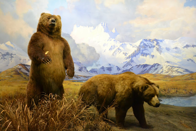 Бурий ведмідь. Американський музей природознавства, Нью-Йорк(American Museum of Natural History, NYC)